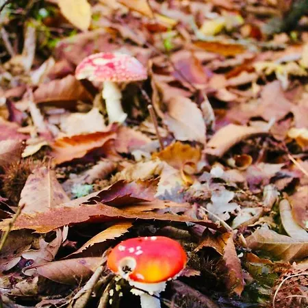 El Comercio Sierra De Francia Nyaraló San Miguel de Valero