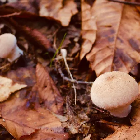 El Comercio Sierra De Francia San Miguel de Valero
