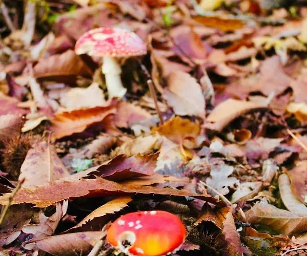 El Comercio Sierra De Francia 펜션 산미구엘데발레로