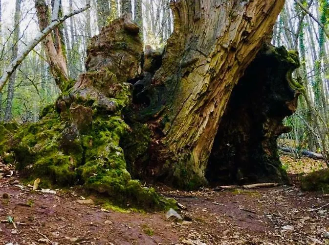 El Comercio Sierra De Francia * 산미구엘데발레로