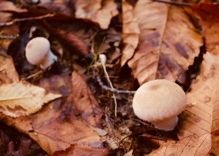 El Comercio Sierra De Francia 산미구엘데발레로